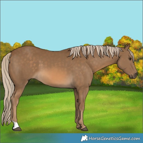 Horse Color:Chocolate Palomino 