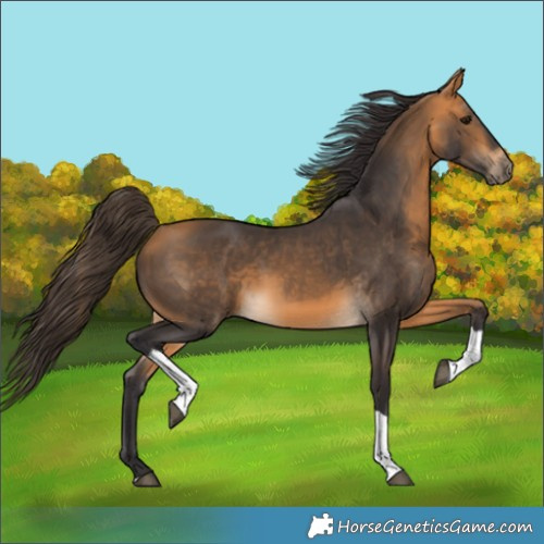 Horse Color:Buckskin Tobiano