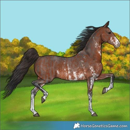 Horse Color:Bay Sabino Rabicano  and Brown Sabino Rabicano 
