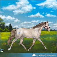 Horse Color:Perlino Dun 