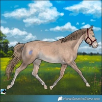 Horse Color:Perlino 