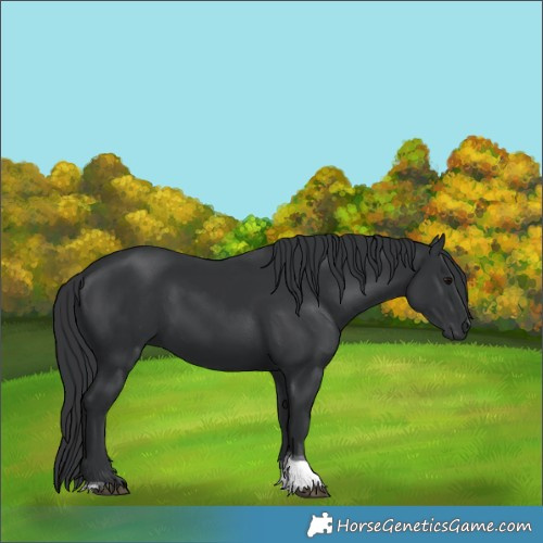 Horse Color:Black Tobiano