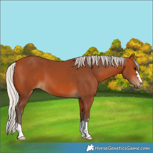 Horse Color:Silver Bay 