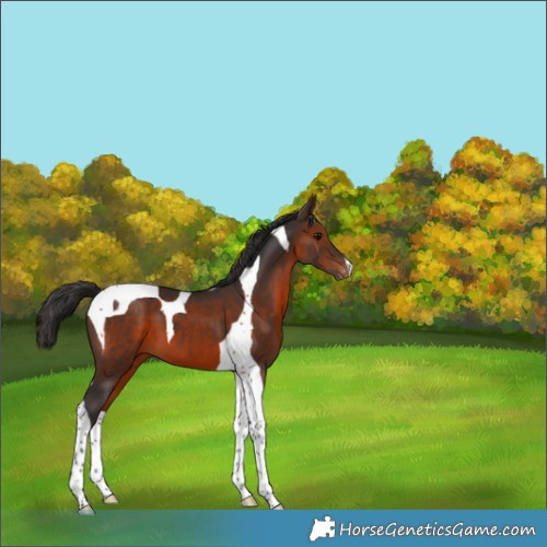 Horse Color:Brown Tobiano Varnish 