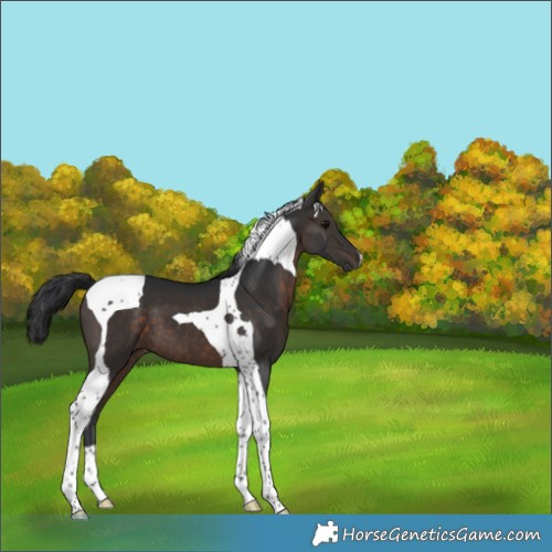 Horse Color:Brown Tobiano 