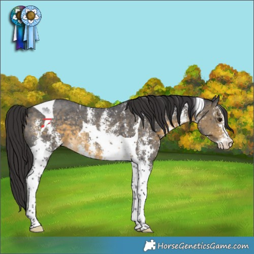 Horse Color:Buckskin Sabino Tobiano Varnish 