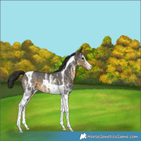 Horse Color:Buckskin Sabino Tobiano Appaloosa
