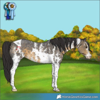 Horse Color:Buckskin Sabino Tobiano Varnish 