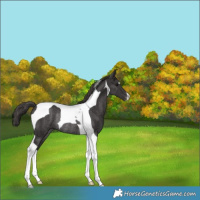 Horse Color:Smoky Black Tobiano Varnish Rabicano