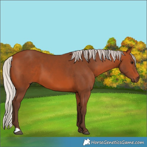 Horse Color:Silver Bay