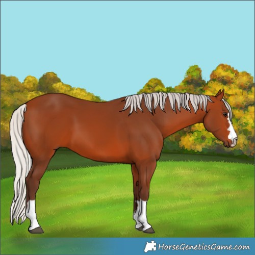 Horse Color:Silver Bay