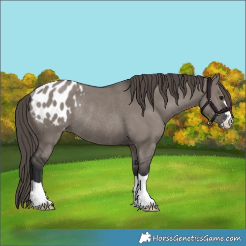 Horse Color:Grullo Appaloosa Rabicano 