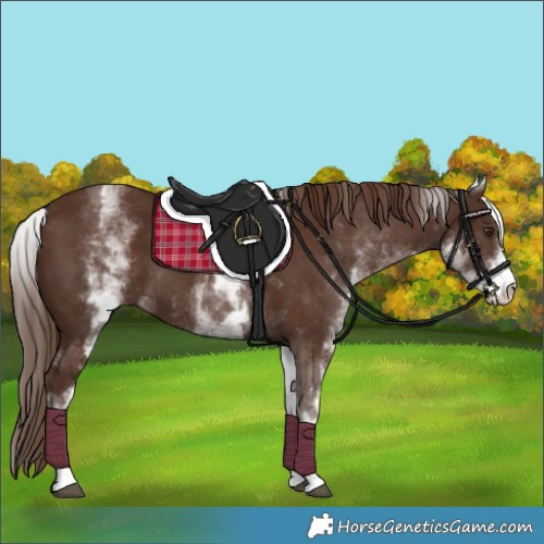 Horse Color:White Spotted Liver Chestnut