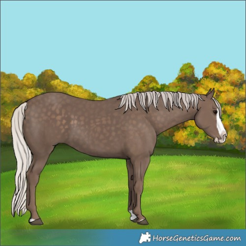 Horse Color:Silver Black Splash 