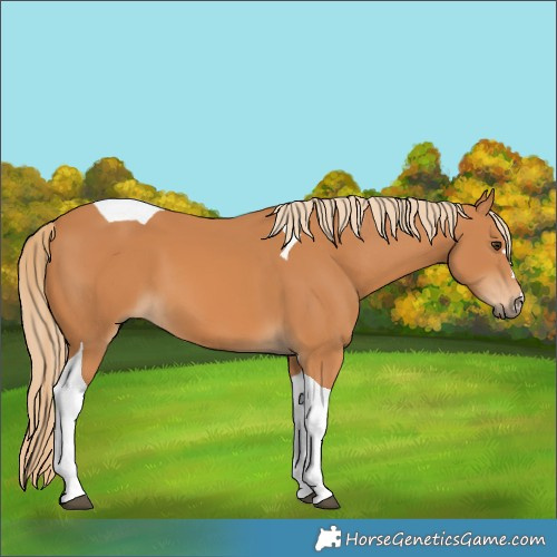 Horse Color:Chestnut Tobiano
