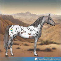 Horse Color:Brown Sabino Appaloosa 