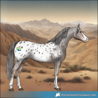 Horse Color:Liver Chestnut Appaloosa