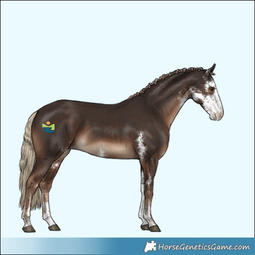 Horse Color:Liver Chestnut Sabino 