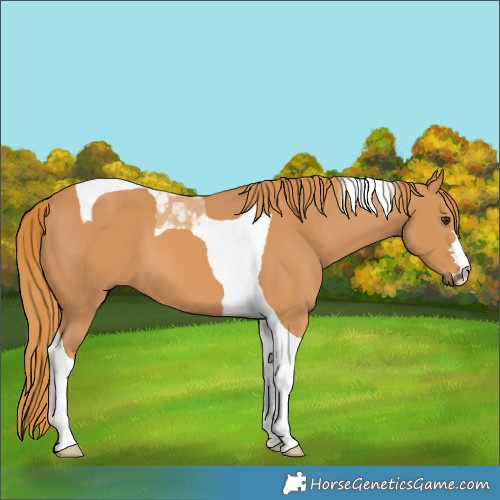 Horse Color:Chestnut Tobiano
