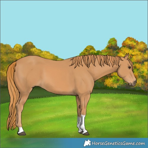 Horse Color:Chestnut Tobiano