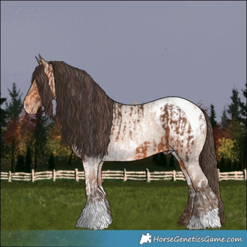 Horse Color:Bay Tobiano and Amber Champagne Roan Appaloosa
