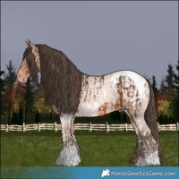 Horse Color:Bay Tobiano  and Amber Champagne Roan Appaloosa 