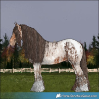 Horse Color:Bay Tobiano  and Amber Champagne Roan Varnish 