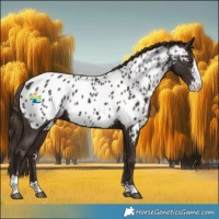 Horse Color:Liver Chestnut Sabino Near Leopard 