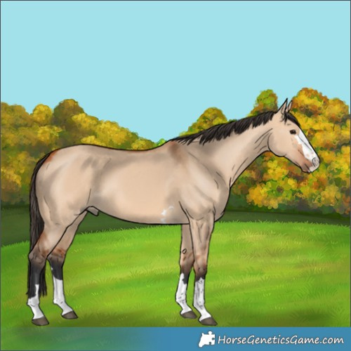 Horse Color:Unknown 