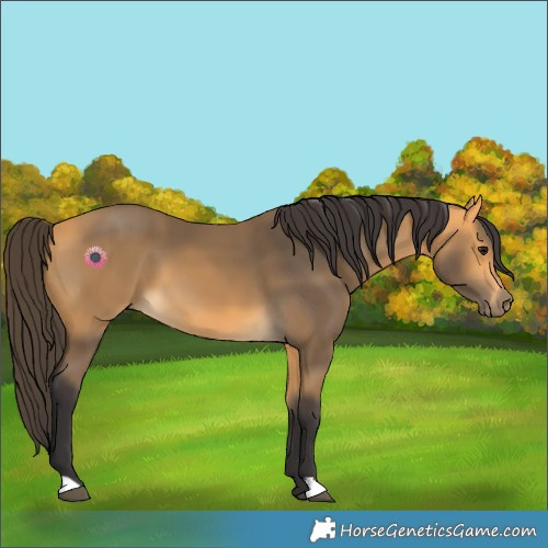 Horse Color:Buckskin 
