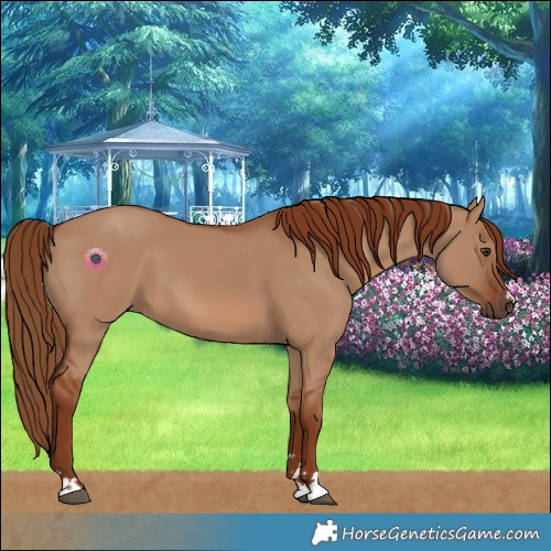 Horse Color:Red Dun 