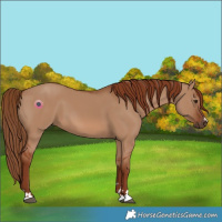Horse Color:Red Dun
