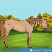 Horse Color:Red Dun 