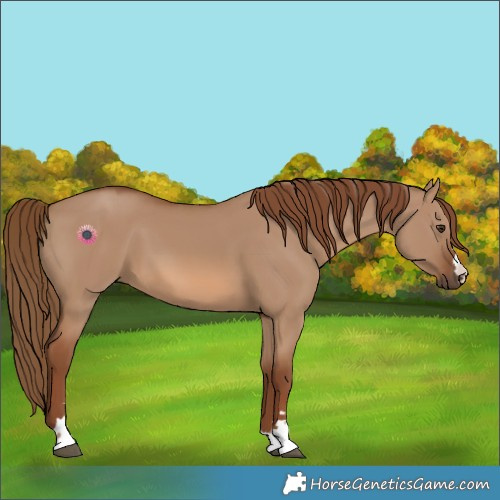 Horse Color:Red Dun 