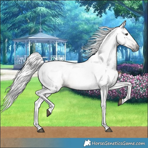 Horse Color:Gray Chestnut 