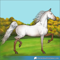 Horse Color:Gray Chestnut 