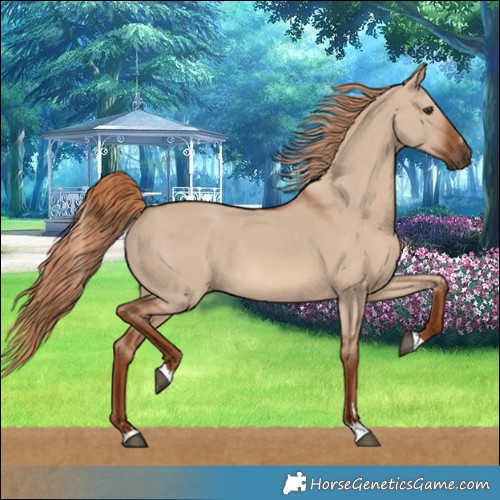 Horse Color:Red Dun 