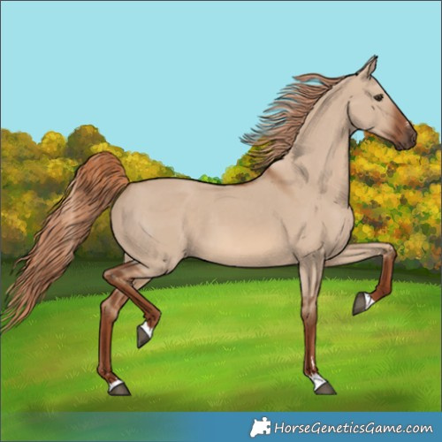 Horse Color:Red Dun 
