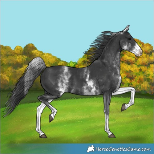 Horse Color:White Spotted Black