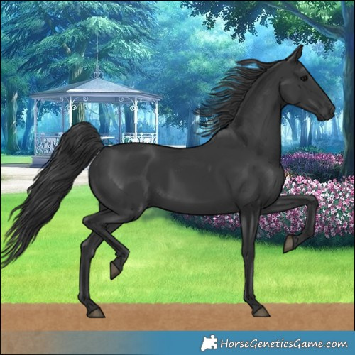 Horse Color:Black 
