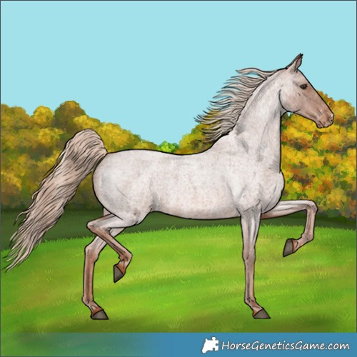 Horse Color:Red Roan Appaloosa 