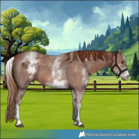 Horse Color:White Spotted Chestnut Sabino 