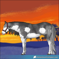 Horse Color:Black Splash 