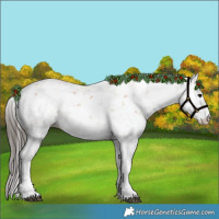 Horse Color:Bay Sabino 