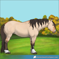 Horse Color:Bay Dun 