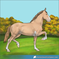 Horse Color:Gold Champagne Splash Tobiano 