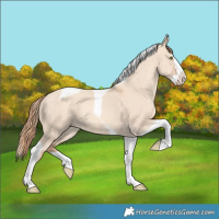 Horse Color:Gold Champagne Dun Splash Tobiano