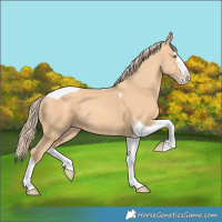 Horse Color:Gold Champagne Splash Tobiano 