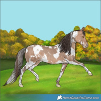 Horse Color:White Spotted Amber Champagne 