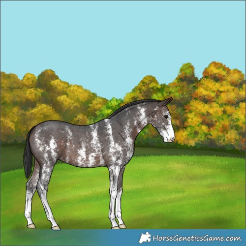 Horse Color:Brown Sabino 